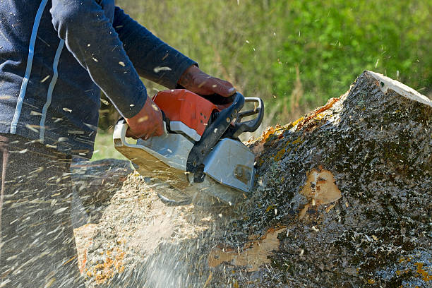 Trusted Roslyn, NY Tree Care Services Experts